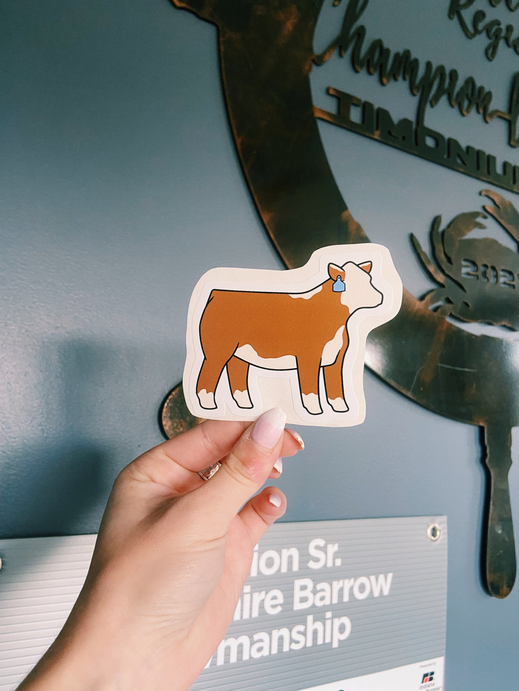 Hereford Heifer Sticker